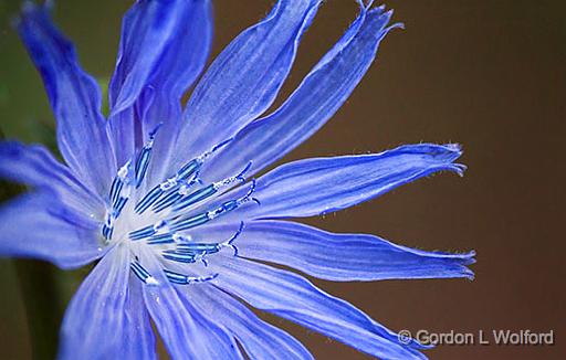 Blue Wildflower_27789-94.jpg - Photographed at Smiths Falls, Ontario, Canada.